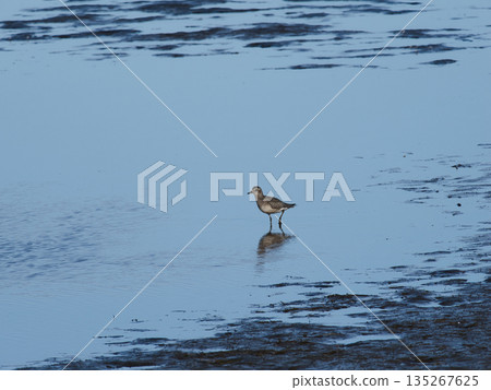 During their autumn migration, great tuna land on a reservoir in search of food. During their autumn migration, great tuna land on a reservoir in search of food. 135267625
