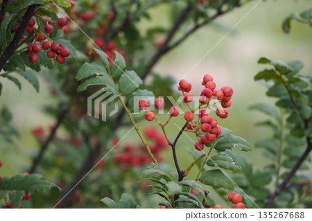 紅椒果實景觀 紅椒果實景觀 135267688