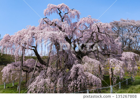 Miharu Takizakura, Miharu Town, Fukushima Prefecture Miharu Takizakura, Miharu Town, Fukushima Prefecture 135267808