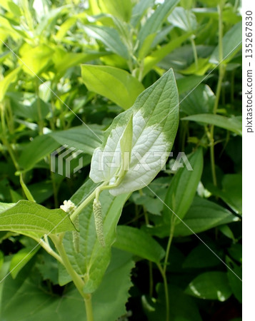 Hangesho flowers and white leaves Hangesho flowers and white leaves 135267830