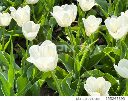 Beautiful white tulips blooming in a lush green garden. Beautiful white tulips blooming in a lush green garden. 135267893