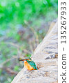 一隻美麗的翠鳥棲息在石牆上。 135267933