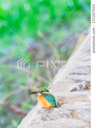 一隻美麗的翠鳥棲息在石牆上。 135267933