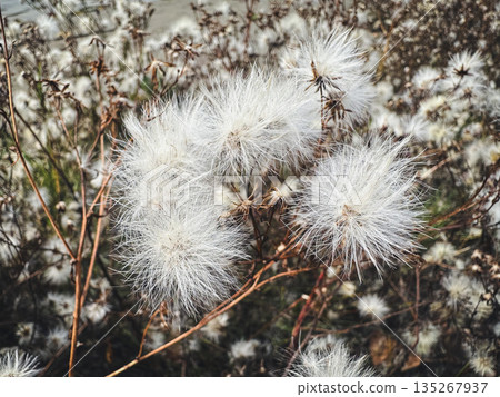 Closeup of fluffy dandelion seeds in a field setting. Closeup of fluffy dandelion seeds in a field setting. 135267937