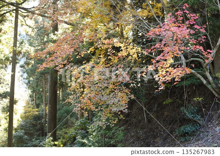 Autumn leaves in the mountains 135267983