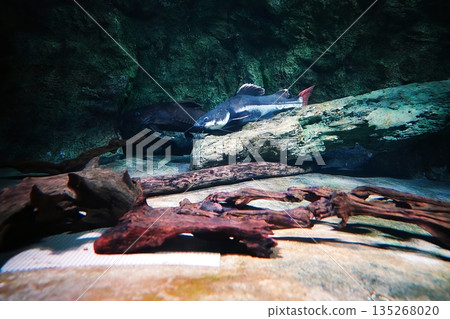Red tail catfish 135268020