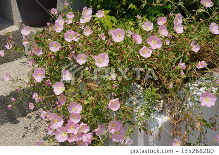 Clusters of Pink Evening Primrose Blooming in Sunlight Clusters of Pink Evening Primrose Blooming in Sunlight 135268280