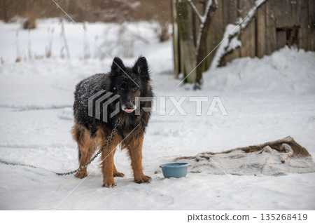 Guard Dog Standing On Chain In Snow 135268419