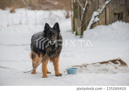 Chained Guard Dog Watching Winter Yard 135268420
