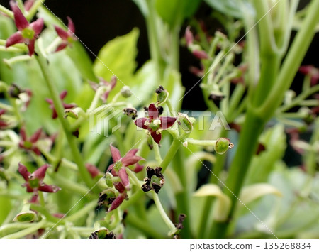 青木女性花 135268834