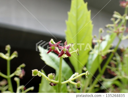 青木女性花 135268835