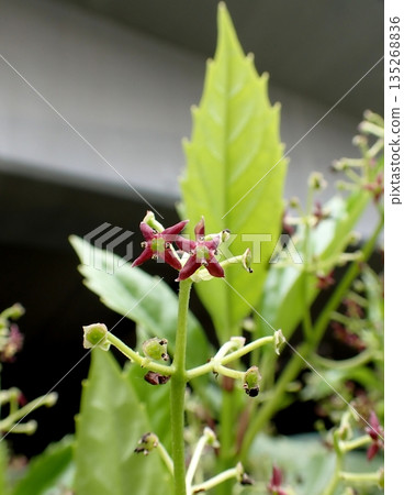 青木女性花 青木女性花 135268836
