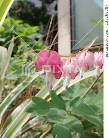 Flower of tightspeare Flower of tightspeare 135269387
