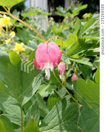 Tightspeare之花 135269389