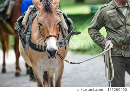 Italian Alpine soldiers with mules and horses Italian Alpine soldiers with mules and horses 135269460