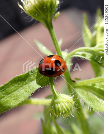 瓢蟲和蒲公英 瓢蟲和蒲公英 135269501