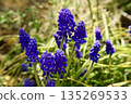 藍色穆斯卡里花 135269533