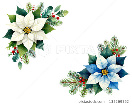 Christmas flower poinsettia with holly and pine tree branch 135269562