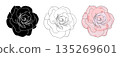 Camellia flowers head vector set. Camellia and rose flower collection for spring with various colors for spring season isolated in white background. Vector illustration. 135269601