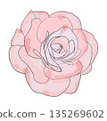 Camellia flowers head watercolor vector Camellia and rose flower head for spring isolated in white background. Vector illustration 135269602