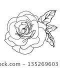 Camellia flowers with leaves line art vector Camellia and rose flower head for spring isolated in white background. Vector illustration 135269603