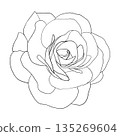 Camellia flowers line art vector Camellia and rose flower head for spring isolated in white background. Vector illustration 135269604