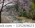Cherry Blossoms	 135269623