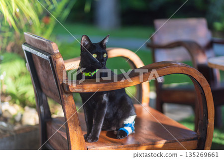 Black cat wear medical bandage on rear leg is sitting on garden chair. 135269661