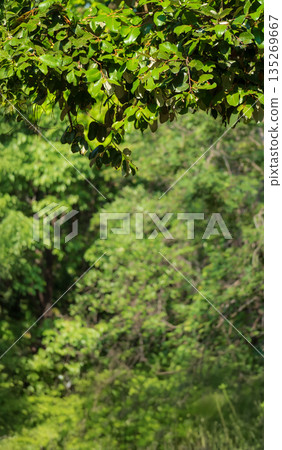 Green tropical forest for vertical background Green tropical forest for vertical background 135269667