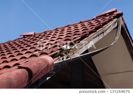 Birds nesting under old roof that loose or broken tiles and eaves. Birds nesting under old roof that loose or broken tiles and eaves. 135269670