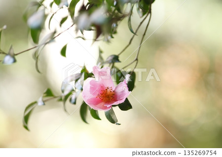 京都大原來護院前的山茶花 京都大原來護院前的山茶花 135269754