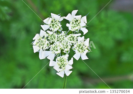 White orlaya flowers (spring, April) 135270034