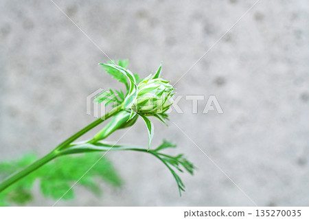Orlaya buds (spring, April) 135270035