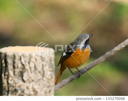 A cute Daurian robin seen in the park A cute Daurian robin seen in the park 135270086