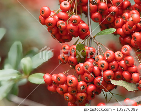 Pyracantha with red fruits Pyracantha with red fruits 135270089