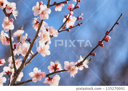 發光在藍天的白色李子 135270091