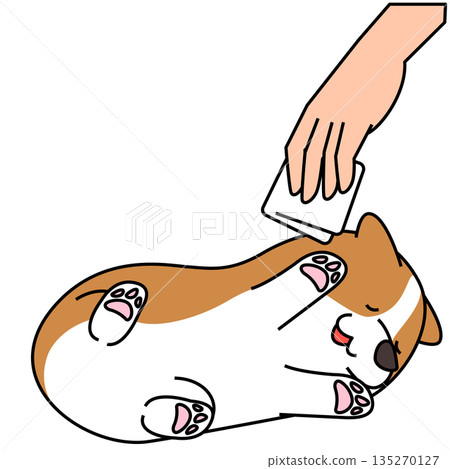 柯基犬仰躺著被梳毛的插圖(寵物美容) 柯基犬仰躺著被梳毛的插圖(寵物美容) 135270127