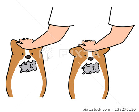 圖：一隻柯基犬叼著玩具，主人正在撫摸它的頭。 135270130