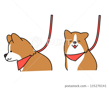 圖：一隻柯基犬正高興地等待著被牽著開始散步。 135270141