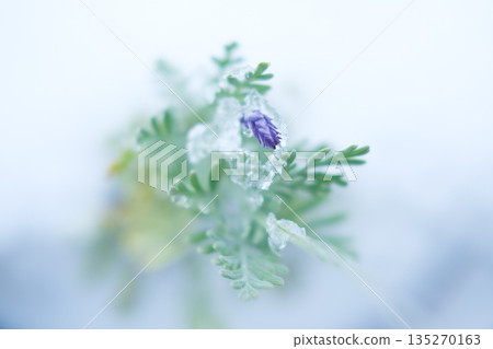 Flowers blooming in the snow 135270163