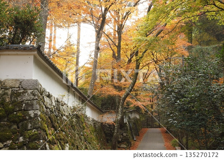 三千院前的紅葉,前往來吾院的道路 三千院前的紅葉,前往來吾院的道路 135270172
