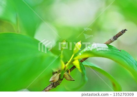Small green Cornus cherries (spring, April) Small green Cornus cherries (spring, April) 135270309