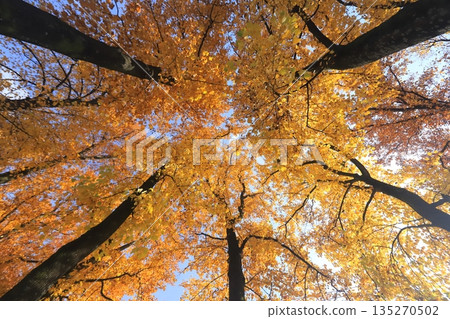 Morioka Castle Ruins Park 2025 135270502