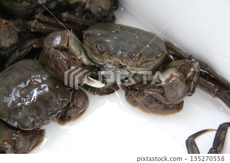 Fresh mitten crab 135270558