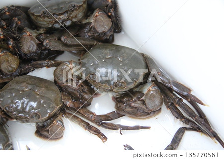 Fresh mitten crab 135270561
