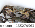 Fresh mitten crab 135270563