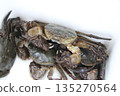 Fresh mitten crab 135270564