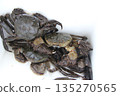 Fresh mitten crab 135270565