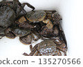 Fresh mitten crab 135270566