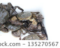 Fresh mitten crab 135270567